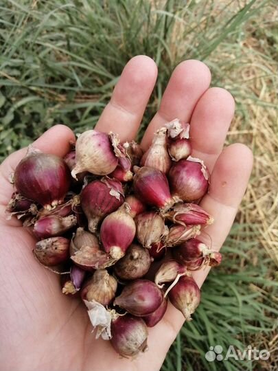 Лук шалот или семейный