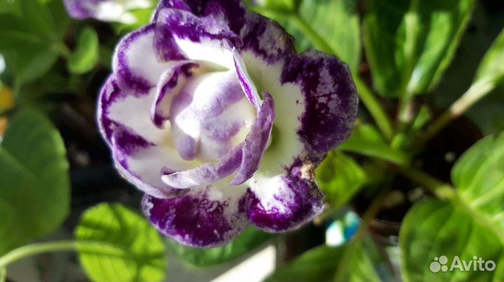 Фиалки и глоксинии в большом ассортименте