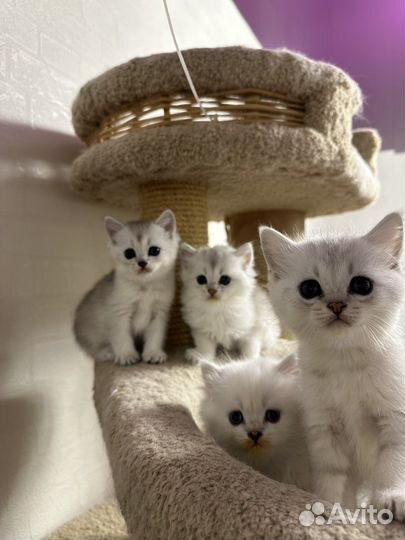 Британская шиншилла