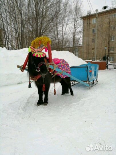 Прогулки, катание на лошадях и пони