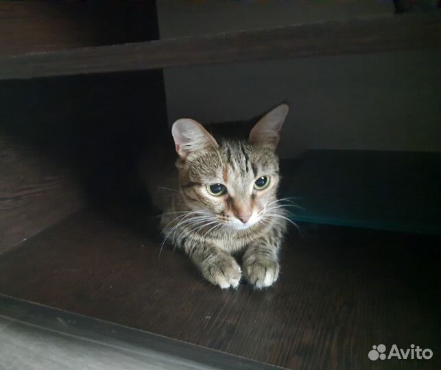 Отдам в добрые руки