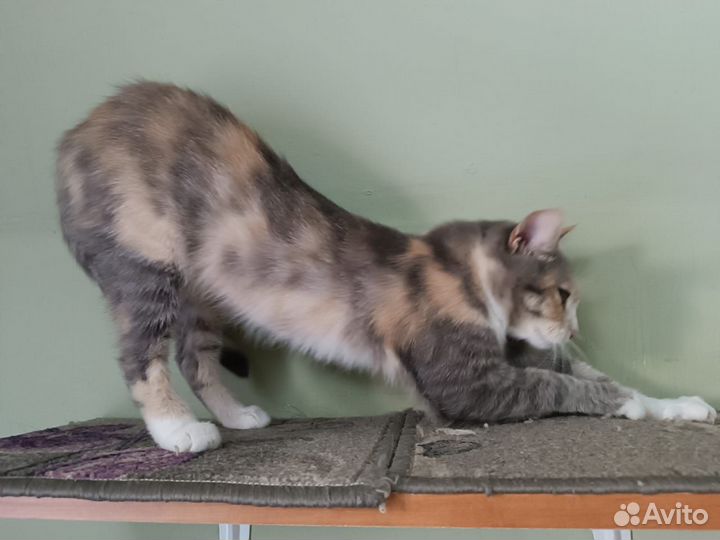 Кошка Мила)