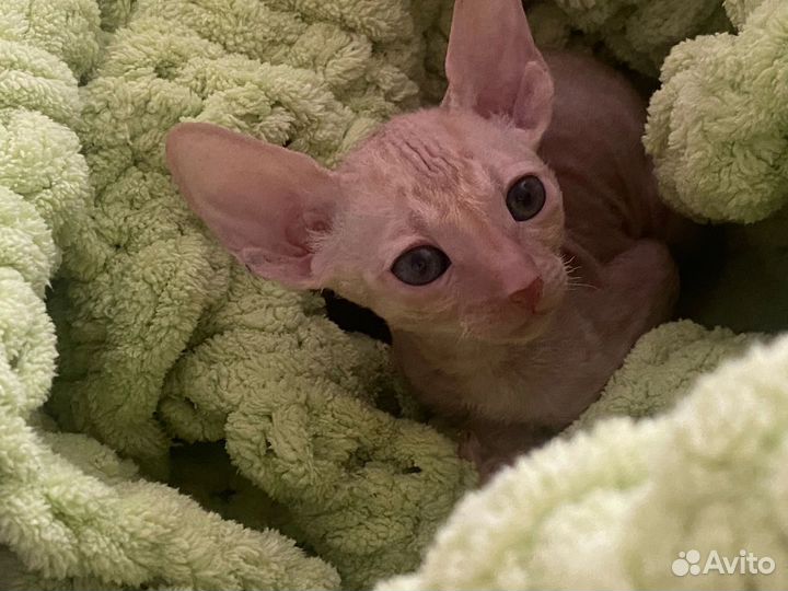 Котята корниш-рекс