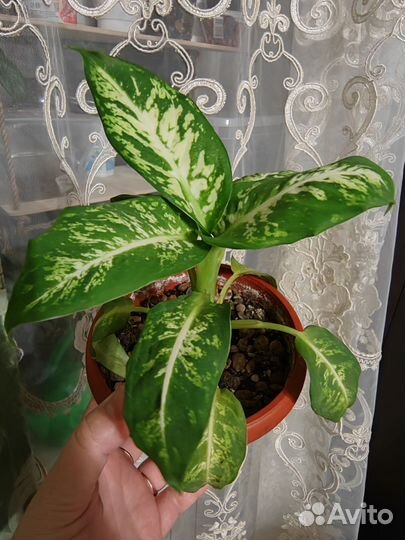 Диффенбахия