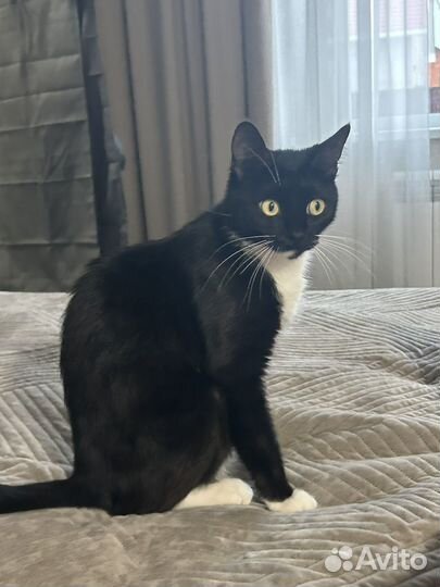 Котик бесплатно