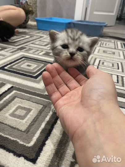 Британские котята