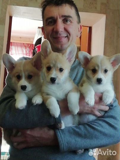 Корги - вязка