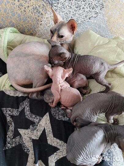 Канадский сфинкс