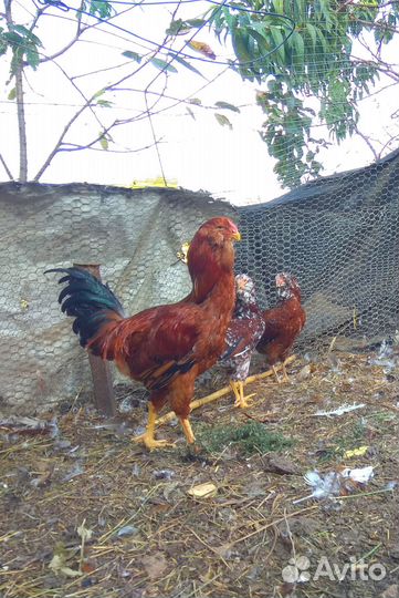 Орловские ситцевые куры