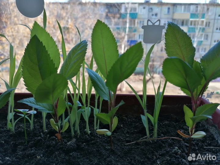 Саженцы яблонь и апельсинов