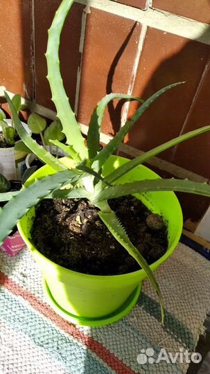 Алоэ лечебный