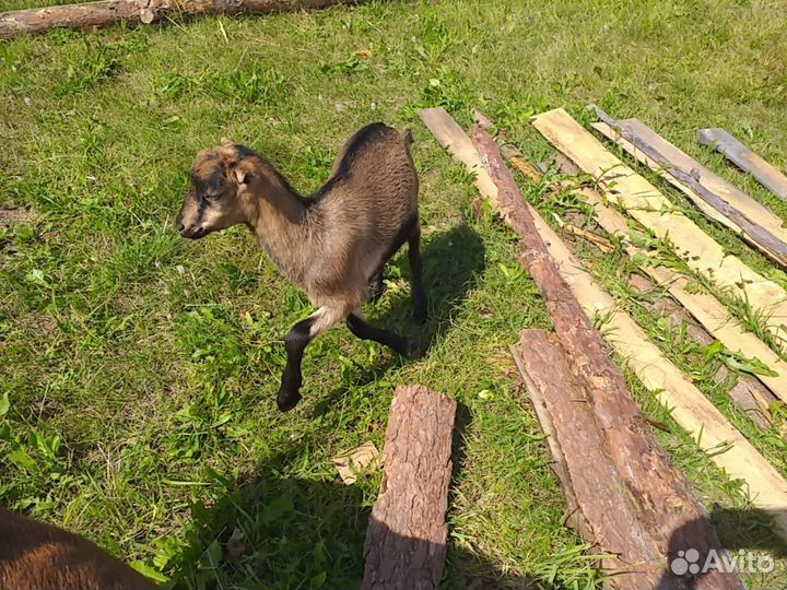 Чешский козел