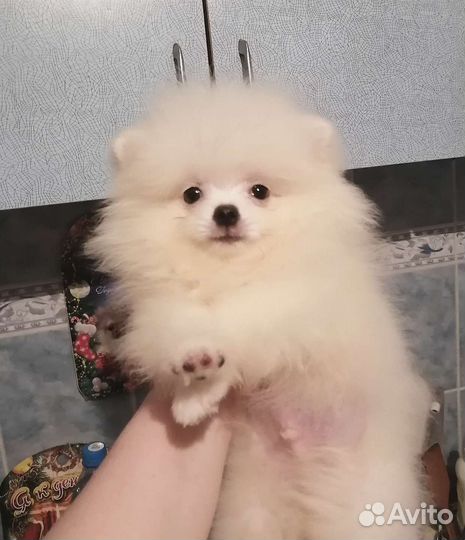 Шпиц девочка и мальчик