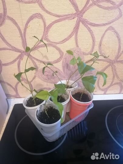 Комнатный жасмин самбак