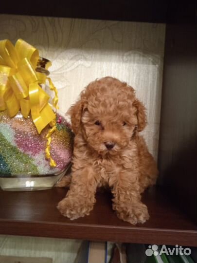 Щенки пуделя