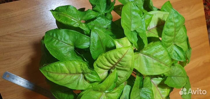 Сингониум mango алюжн