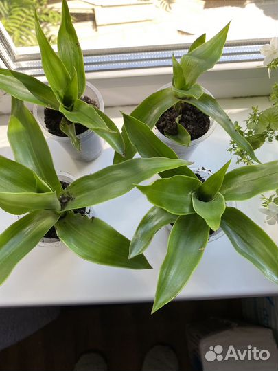 Растение Золотой Ус (Каллизия душистая)