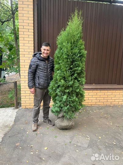 Туя Смарагд 2м