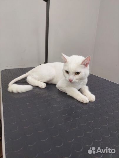 Груминг. Стрижка собак и кошек