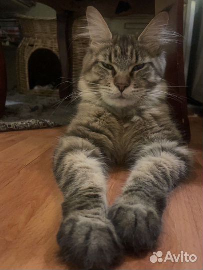 Котята мейн кун