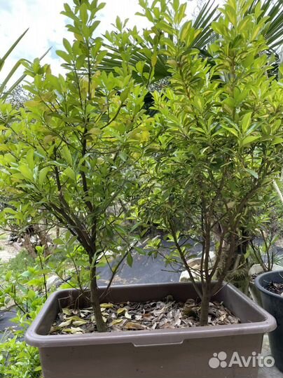 Бересклет, Акуба