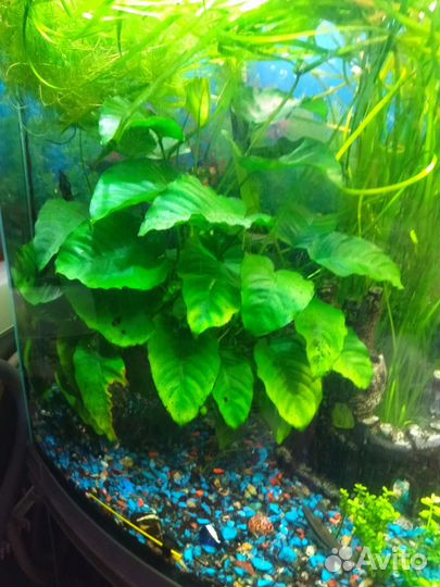 Украшения для аквариума