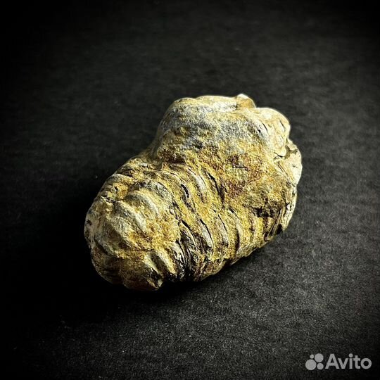 Трилобит окаменелость ископаемое