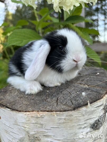 Вислоухие карликовые декоративные кролики