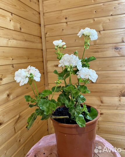 Пеларгония герань