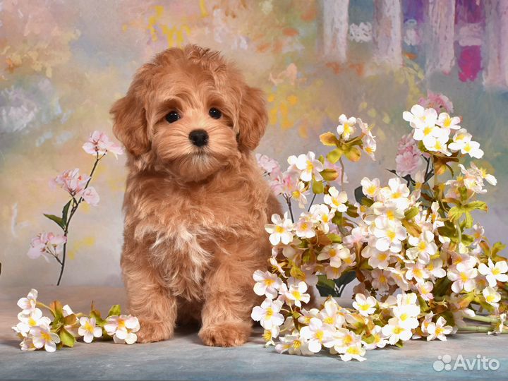 Мальтипу F1 Роскошная Яркая Малышка