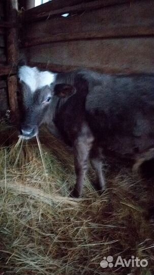 Телята бычки