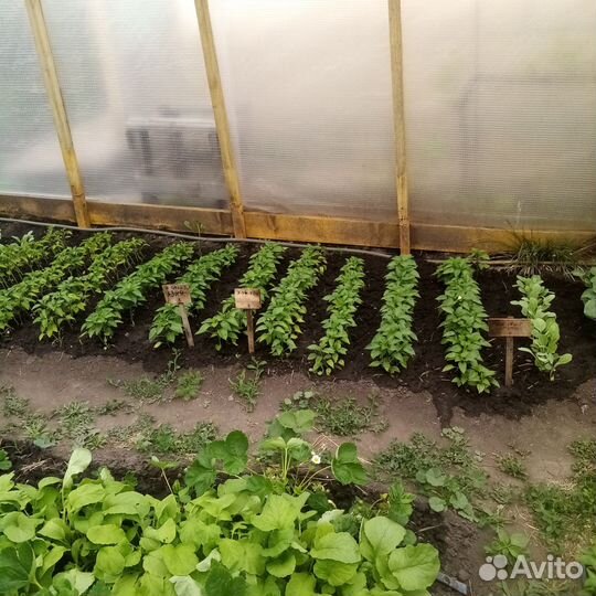 Продам рассаду помидор, перца, капусты, базелик