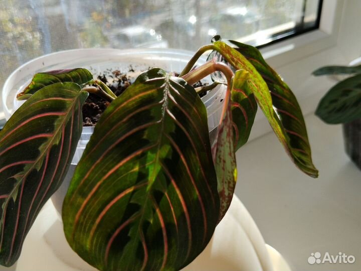 Маранта триколор тропическое растение