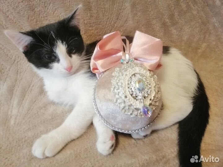 Котенок в добрые руки