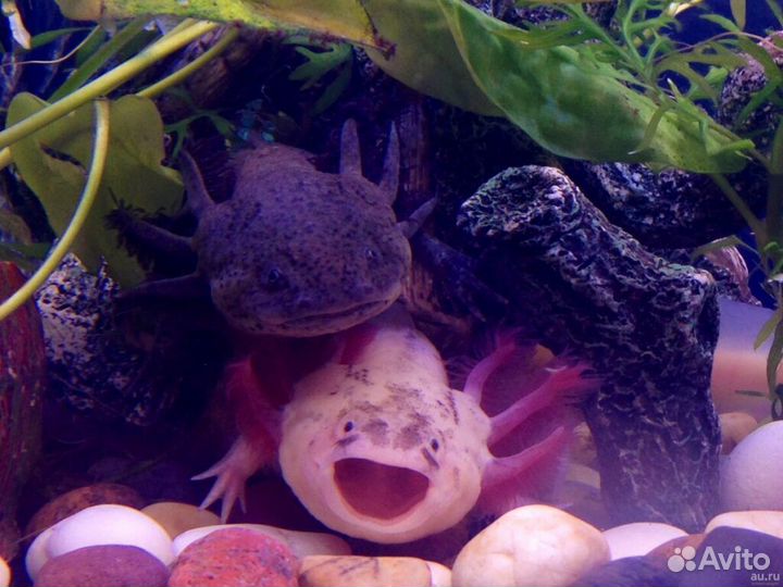 Аксолотли черные белые