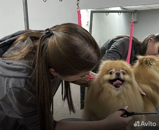 Грумер стрижка собак