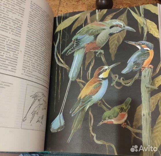 Жизнь животных энциклопедия в 6 томах