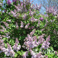 Сирень культурная не расползается