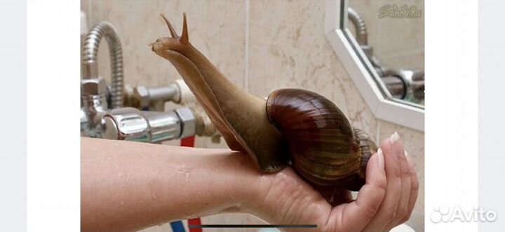 Улитки ахатины бесплатно