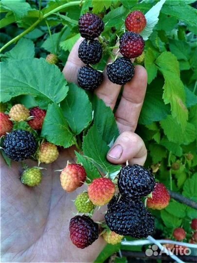 Ежемалина (черная малина)