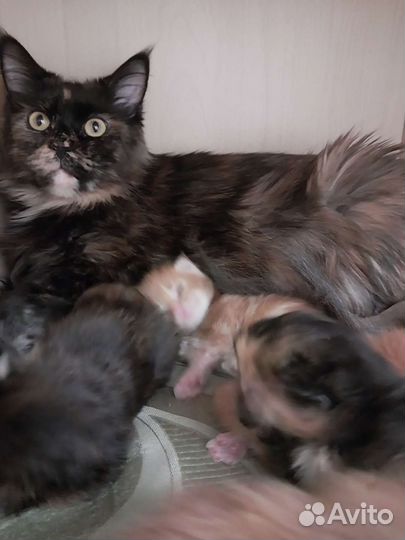 Кошки мейн-кун