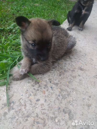 Щенки в добрые руки бесплатно