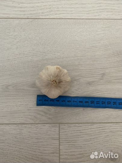 Чеснок домашний (майский)