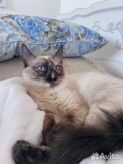 Тайская кошка