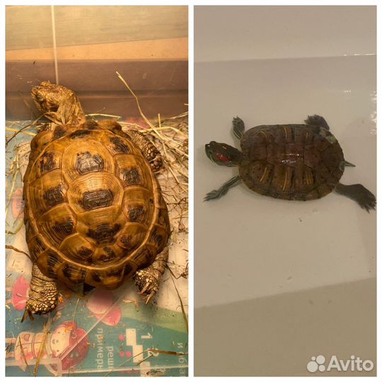 Домашняя передержка животных и птиц