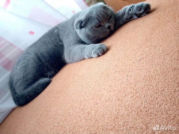 Шотландская вислоухая
