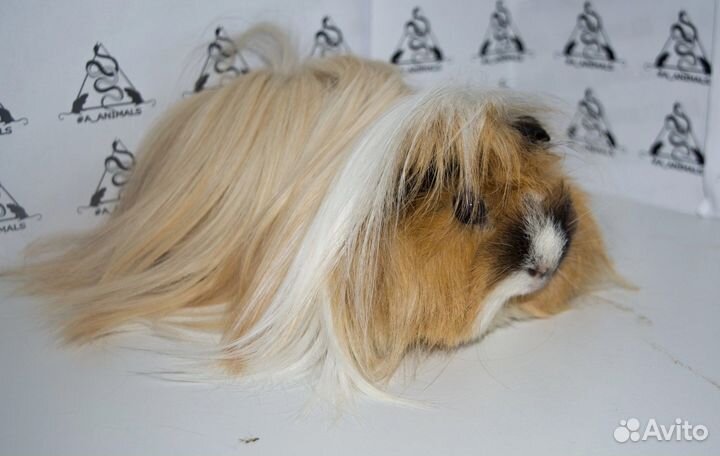 Перуанская морская свинка