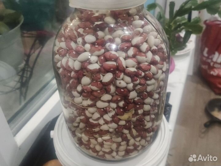 Семена фасоли Красная шапочка. (низкорослые)