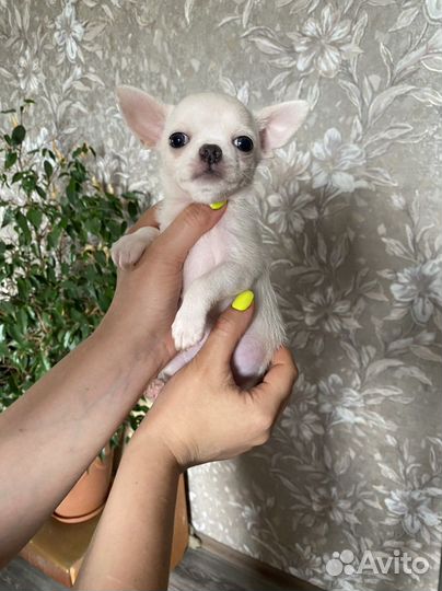 Шикарная миничка