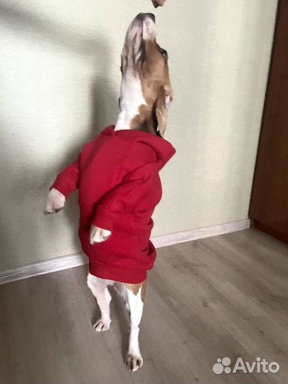 Красная худи, толстовка на среднюю собаку
